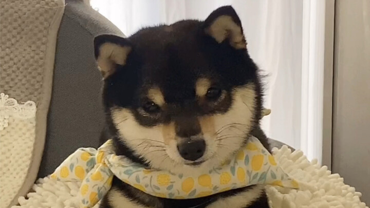 มาดูเจ้าตูบแปลงโฉมกันเลย!