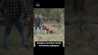 Meninju Kanguru Demi Menyelamatkan Anjingnya #shorts