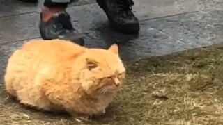 When military training meets kittens
