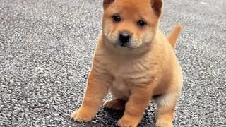 Anjing asli Tiongkok adalah yang paling keren