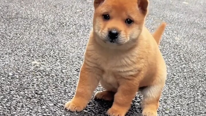 The Chinese native dog is the coolest