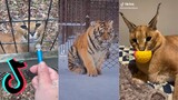 TikToks of Big Cats - Wild Cat Side of TikTok