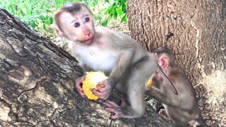 So much fun they are, eat and play on a big tree