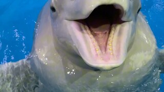 Lautan sudah tercemar, di sini adalah rumah hangatmu, aku akan selalu melindungimu.