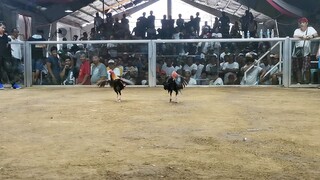 JP Dragon Cock fight. Olats nakapitan nakauna na sana.