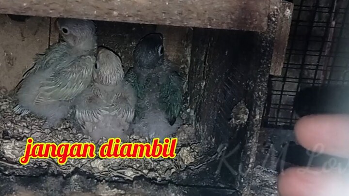 waktu yang tepat untuk ambil anakan lovebird