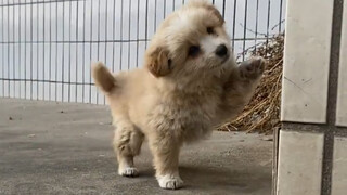 Who else gets it—just love listening to the sound of little dog paws slapping against the floor!