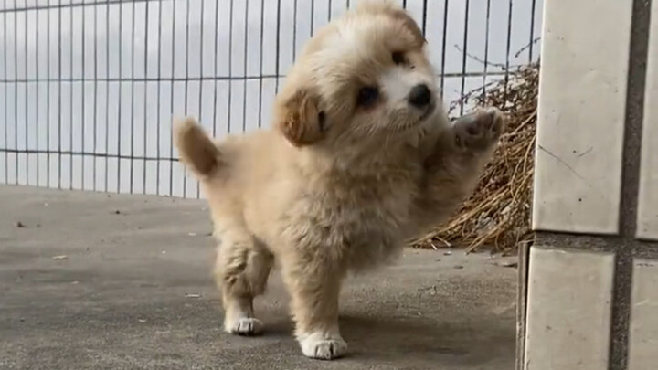 ใครเข้าใจบ้าง แค่ได้ยินเสียงอุ้งเท้าของน้องหมาติ๊กต็อกๆ บนพื้นก็ฟินแล้ว