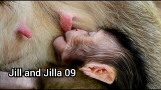 JILL Give Milk​To Baby Until She And Her Baby Sleep Well Together, Jill Very Tired,Jill and Jilla 09