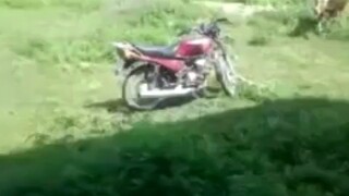 วัวที่น่าสนใจ