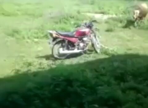 วัวที่น่าสนใจ