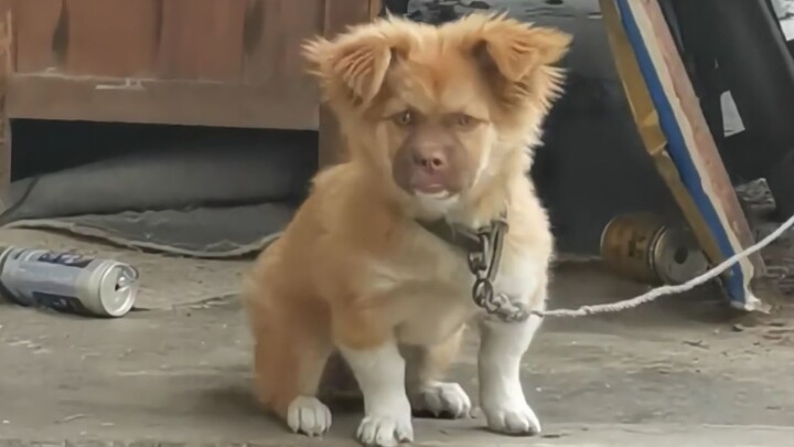 I actually really liked puppies...