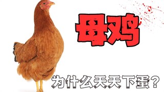 Mengapa ayam bertelur untuk manusia setiap hari? Hanya untuk dimakan manusia?