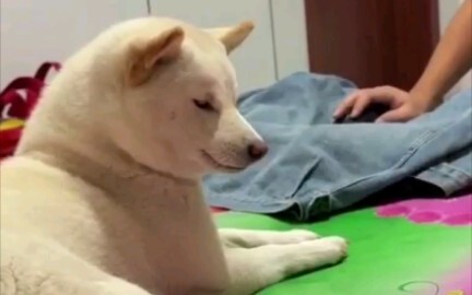 Hmph! You little fly.