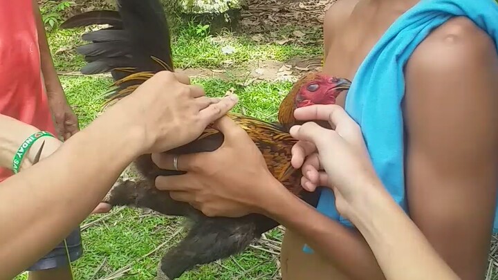 Practice magtari cute nang tagapaghawak nang Manok HAHAHA 🤣