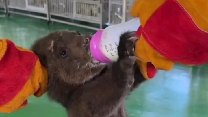 How wild was the little bear when eating as a kid?