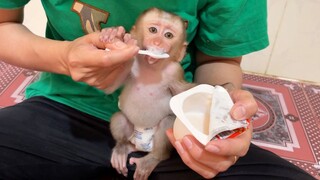 Tiny Baby Liheang Look Very Delicious Eating Yogurt   Liheang Eat So Much Yogurt