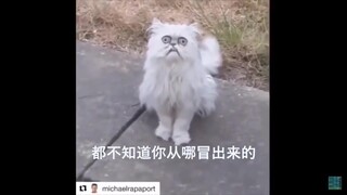 长得像奶奶的猫，终于看到完整版后续了~感受到了男生深深的恐惧