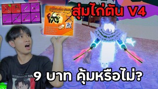 สุ่มไก่ตันเผ่าV4 9บาท จะคุ้มหรือไม่? มาดูกัน Blox Fruits