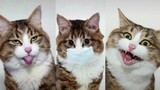 Kucing Lucu dan Lagu Bagaikan Langit Part 2 | Funny Cat