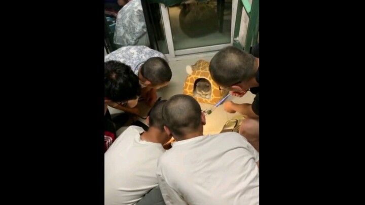 男生宿舍养一只猫是什么体验？
