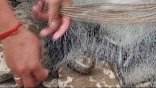 cast net fishing in Nepal | himalayan trout fishing | cast netting | asala fishing |