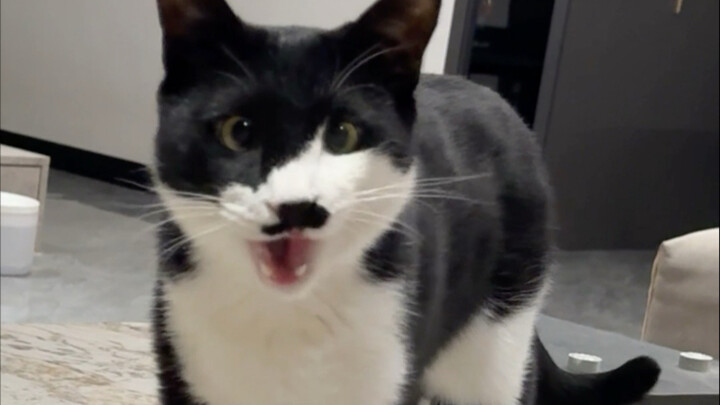 Mèo bò sữa có thêm kỹ năng mới!