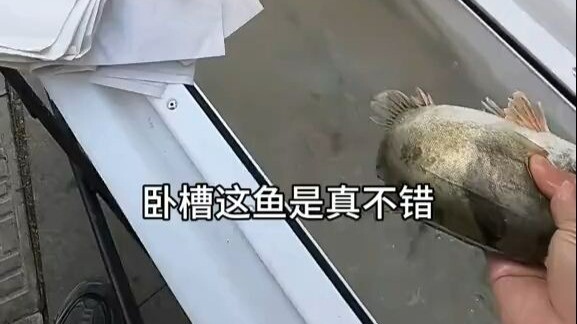 ปลาเก๋า คุณอยากได้แบบธรรมชาติหรือแบบเลี้ยงล่ะ?