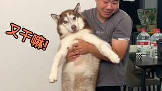 哈士奇：首先我没招惹你们任何人！