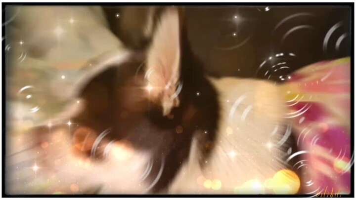 สัตว์เลี้ยงผู้น่ารักของฉัน 🥰🐶