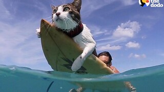 乘风破浪的猫咪？这只小猫爱上了和主人一起冲浪