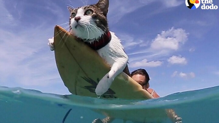 Cats riding the waves? This kitten fell in love with surfing with his owner