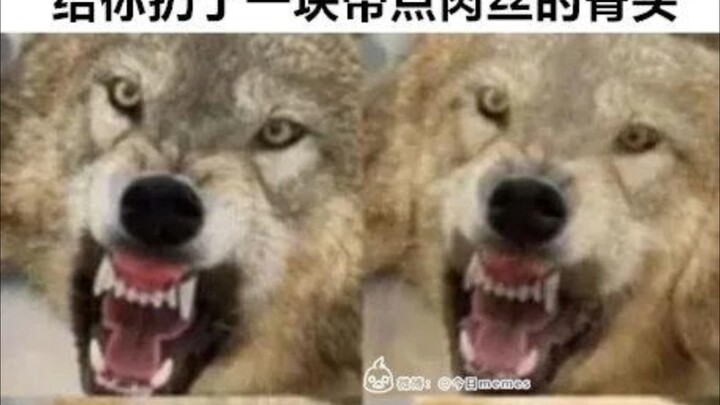 When the ape-man you’ve been hunting for ages throws a meaty bone at you: …