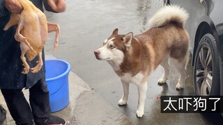 Apakah anjing husky akan takut ketika melihat tuannya menyembelih ayam?