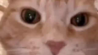 😹
