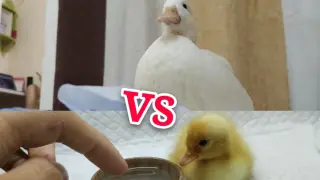 【Pet】A Little Duck's Growth