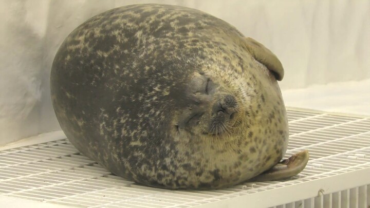 Gendut sampai jadi bola nih!