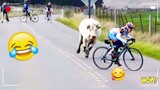 Funny Moments Of The Year Compilation 123 😆🔥🐷 Cute People And Animals Doing Funny Things