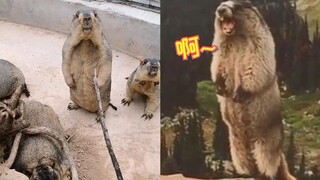 Hilarious! A keeper tried to train a groundhog to perform emojis, but the groundhog was completely s