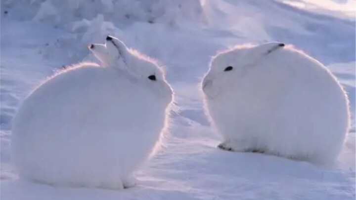 Arctic Hare: A long-legged beauty that combines sexiness with cuteness