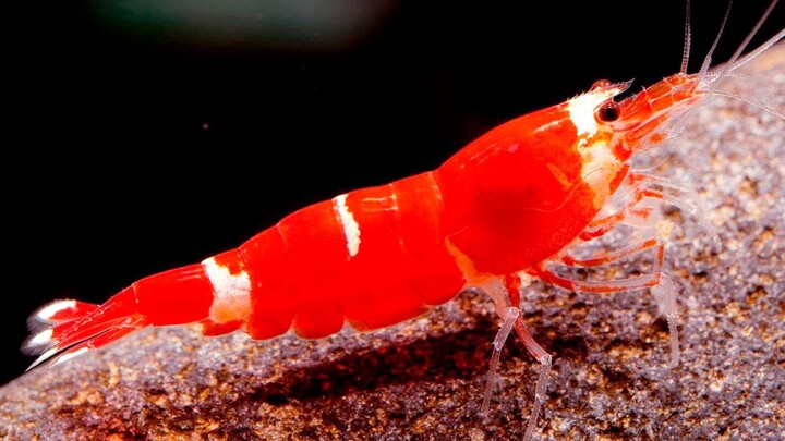 10 Jenis Udang Hias Aquascape Tercantik Di Dunia