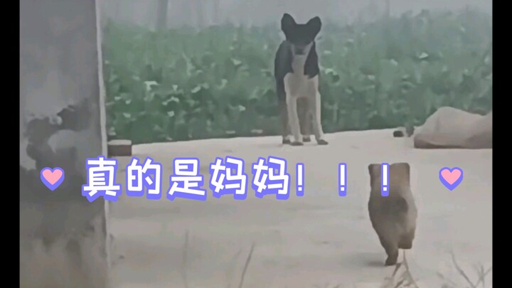 Mengharukan! Anak anjing: Apa itu ibu? Benar-benar ibu!!