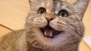 给我饭吃! ! !啊!