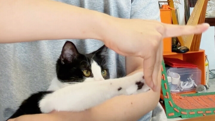 What’s the difference between an ordinary person petting a cat and a dancer petting a cat?