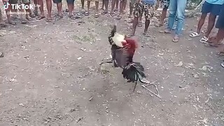 mga papya lines qo noon.nqaqamis sila.ksi kalmado lang pero pumaptay 🐓🤣🤣🤣🐓