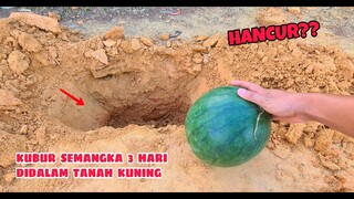 EKSPERIMEN: KUBUR BUAH DALAM TANAH KUNING  part#1