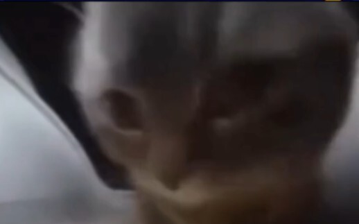 Chippy chippy, chap-chap~