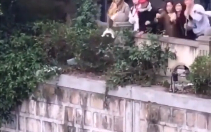 Cat: Old man, thanks a lot!