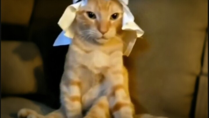 就喜欢这种有病的猫哈哈哈哈哈哈哈哈哈哈哈哈哈哈哈哈哈哈哈哈哈哈哈哈哈哈哈哈哈哈哈哈哈哈哈哈哈哈哈哈哈哈哈哈！！！#01