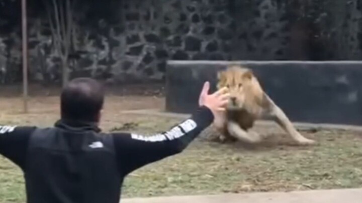 Saat si kucing besar bertemu lagi dengan mantan pawangnya setelah sekian lama…